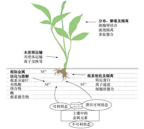 植物吸收重金屬|超积累植物吸收重金属的生理及分子机制